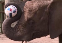 预测欧洲杯大象:预测欧洲杯大象赛事